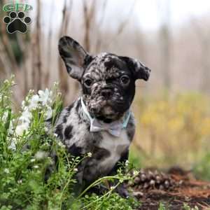 Champ, French Bulldog Puppy