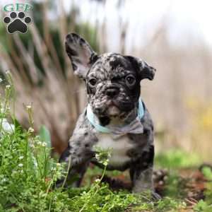 Champ, French Bulldog Puppy