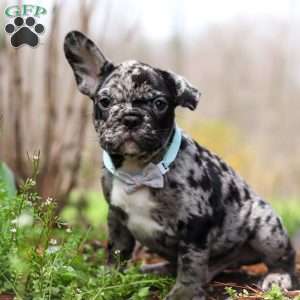 Champ, French Bulldog Puppy