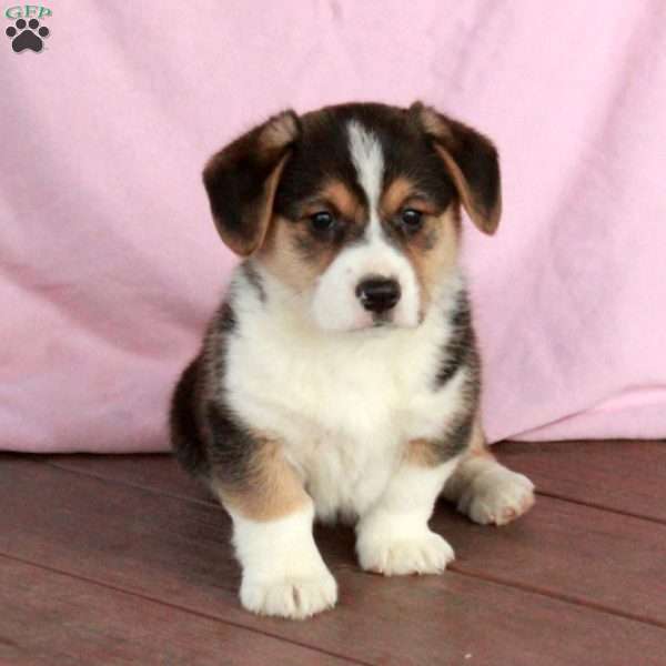 Champ, Welsh Corgi Mix Puppy
