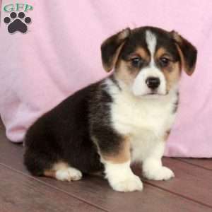 Champ, Welsh Corgi Mix Puppy