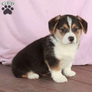 Champ, Welsh Corgi Mix Puppy