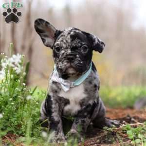 Champ, French Bulldog Puppy