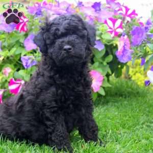 Chance, Aki-Poo Puppy