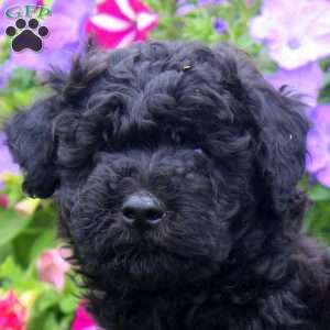 Chance, Aki-Poo Puppy