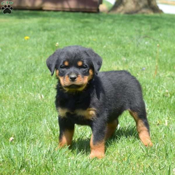 Charger, Rottweiler Puppy