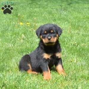 Charger, Rottweiler Puppy