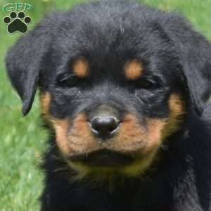 Charger, Rottweiler Puppy