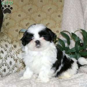 Charles, Shih Tzu Puppy