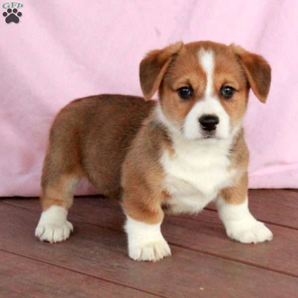 Charlie, Welsh Corgi Mix Puppy