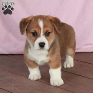 Charlie, Welsh Corgi Mix Puppy