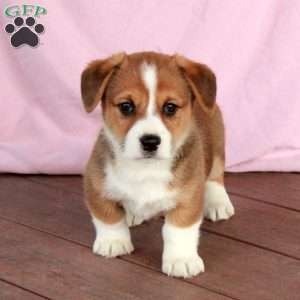 Charlie, Welsh Corgi Mix Puppy