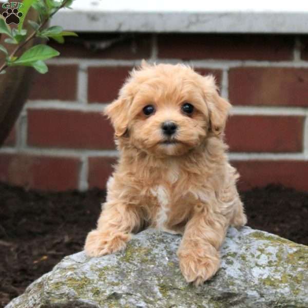 Charlie, Maltipoo Puppy