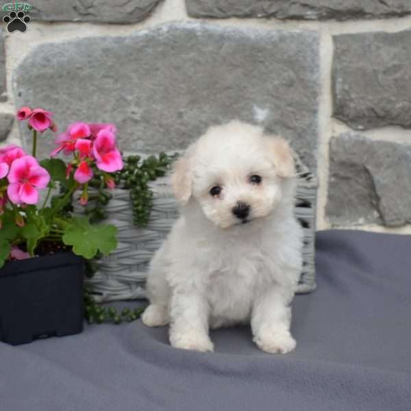 Charlotte, Bichon Frise Puppy