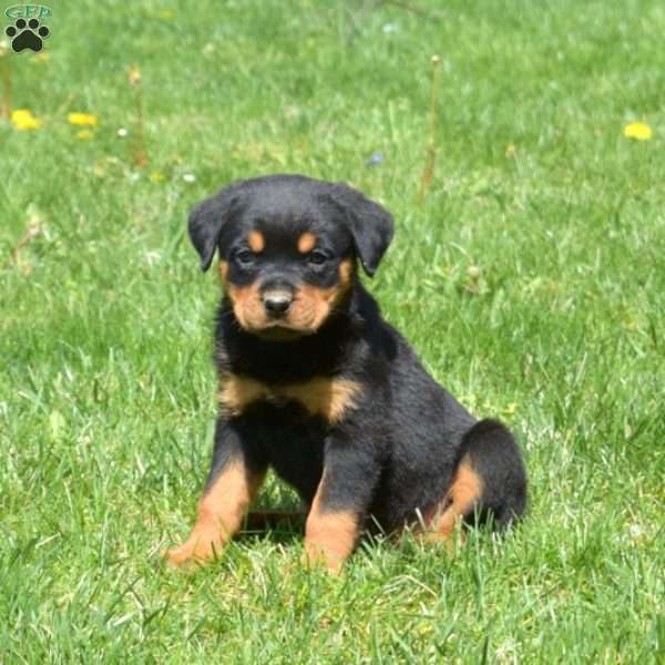 Charlotte, Rottweiler Puppy