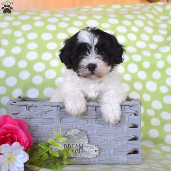 Charlotte, Havanese Puppy
