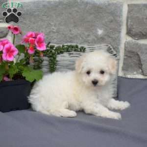 Charlotte, Bichon Frise Puppy