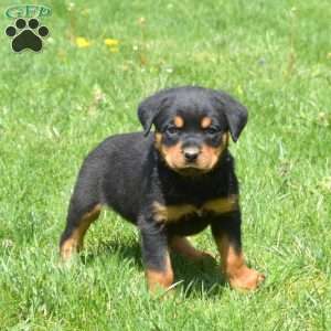 Charlotte, Rottweiler Puppy