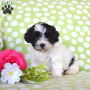 Charlotte, Havanese Puppy