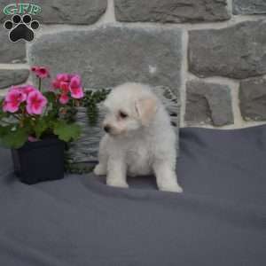 Charlotte, Bichon Frise Puppy