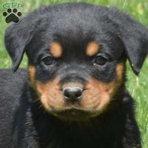 Charlotte, Rottweiler Puppy