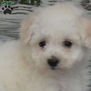 Charlotte, Bichon Frise Puppy