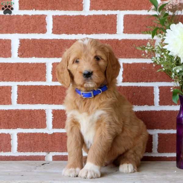 Chase, Goldendoodle Puppy