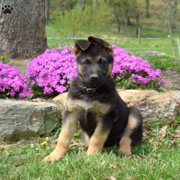 Chase, German Shepherd Puppy