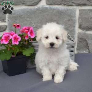 Chase, Bichon Frise Puppy