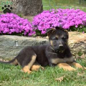 Chase, German Shepherd Puppy