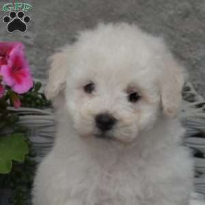 Chase, Bichon Frise Puppy