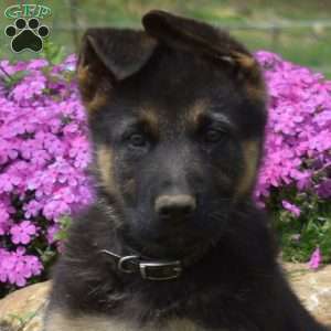 Chase, German Shepherd Puppy