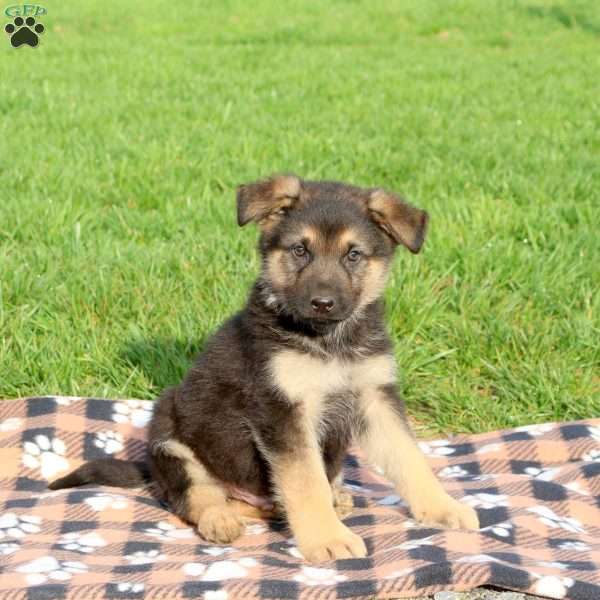 Chester, German Shepherd Puppy