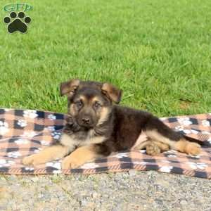 Chester, German Shepherd Puppy