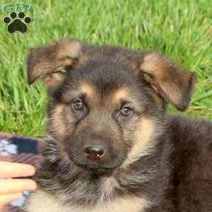 Chester, German Shepherd Puppy