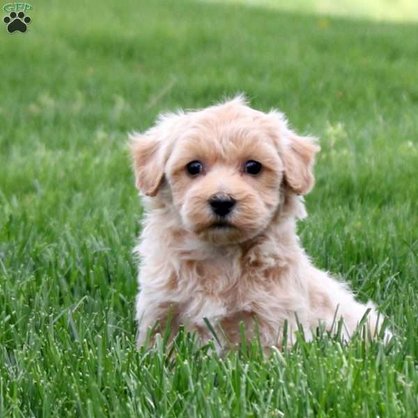 Chester, Maltipoo Puppy