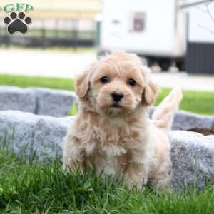 Chester, Maltipoo Puppy