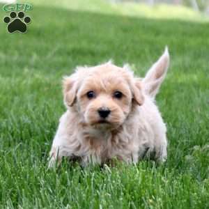 Chester, Maltipoo Puppy