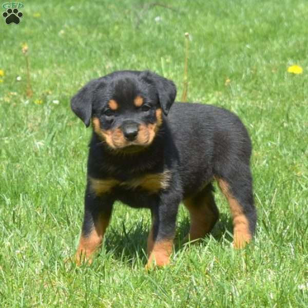 Cheyenne, Rottweiler Puppy