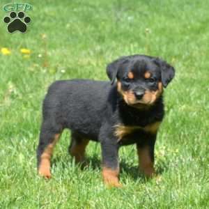 Cheyenne, Rottweiler Puppy