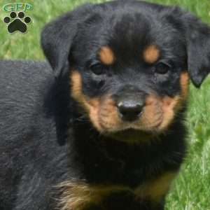 Cheyenne, Rottweiler Puppy