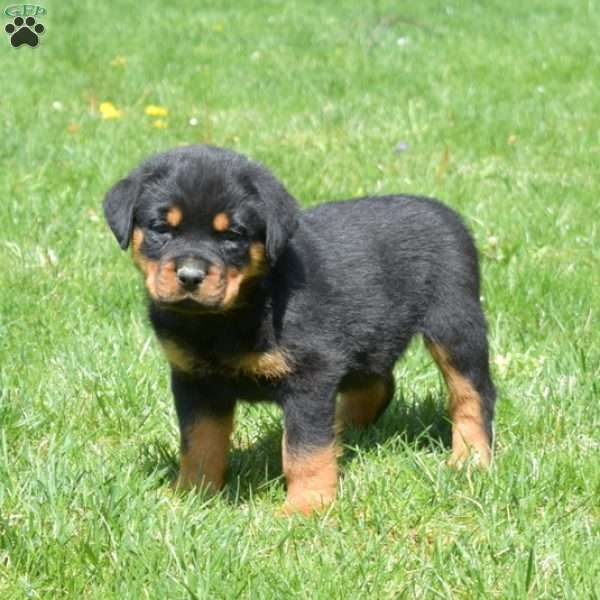 Chief, Rottweiler Puppy