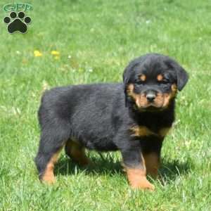 Chief, Rottweiler Puppy