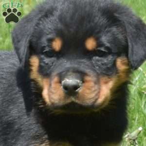 Chief, Rottweiler Puppy