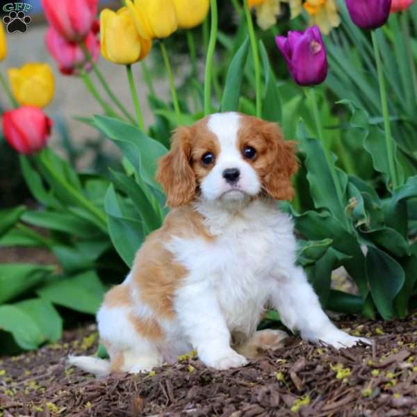 Chip, Cavalier King Charles Spaniel Puppy