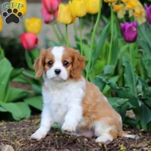 Chip, Cavalier King Charles Spaniel Puppy