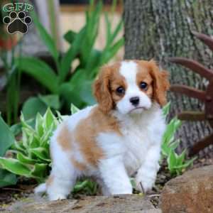 Chip, Cavalier King Charles Spaniel Puppy