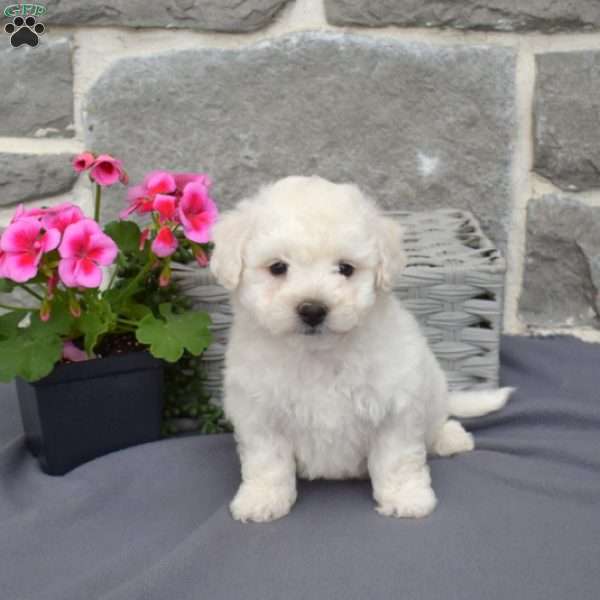 Chippy, Bichon Frise Puppy