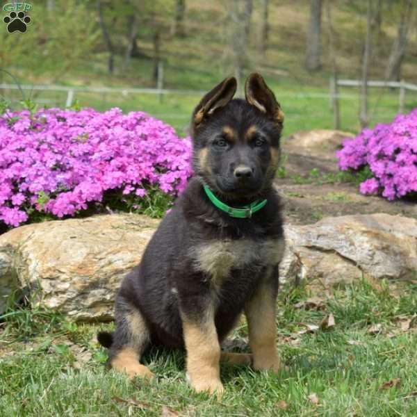 Chloe, German Shepherd Puppy