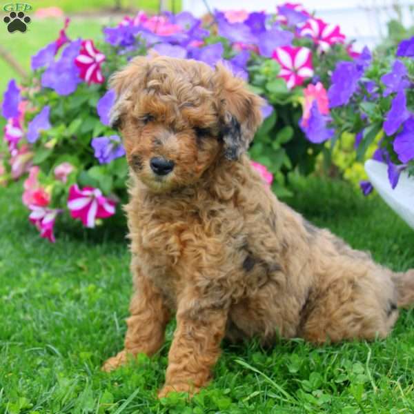 Chloe, Aki-Poo Puppy